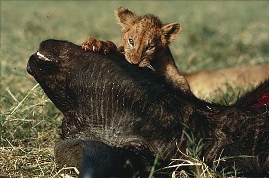 非洲狮,狮子,幼兽,南非水牛,非洲水牛,畜体,塞伦盖蒂国家公园,坦桑尼亚
