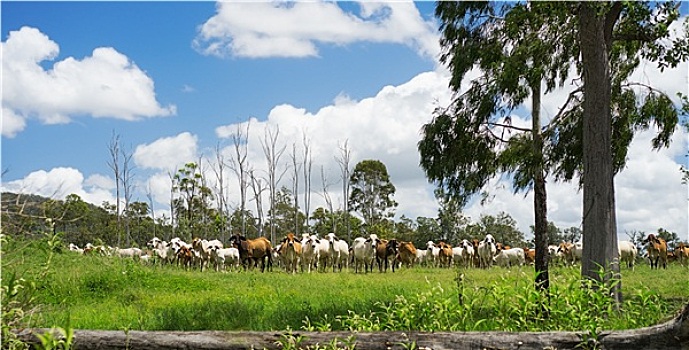 澳大利亚,乡村风光,牧群,菜牛