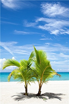 棕榈树,天堂岛