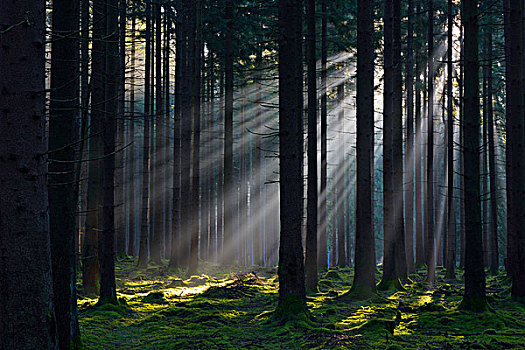 云杉,树林,早晨,雾气,日出,奥登瓦尔德,黑森州,德国