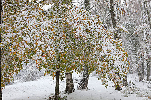 法国,年轻,山毛榉树,秋天,遮盖,雪