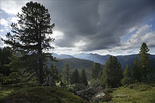 瑞士,松树,树林,国家公园,卡林西亚,奥地利,欧洲