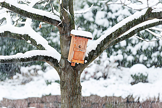盒子,栗子,下雪,冬天