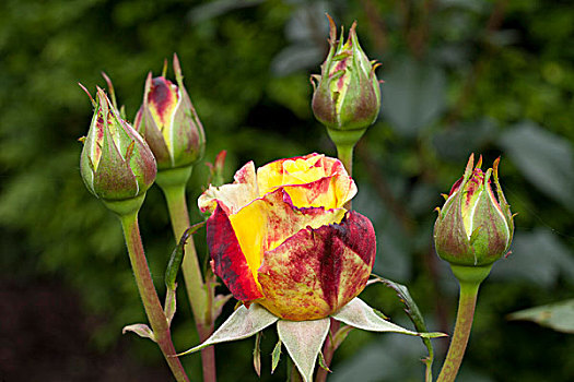 玫瑰,花,芽,杂交茶香月季,公园,多特蒙德,鲁尔区,北莱茵威斯特伐利亚,德国,欧洲