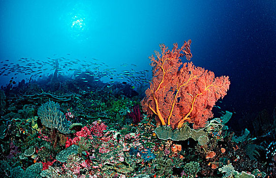 珊瑚礁,海扇,科莫多国家公园,印度洋,印度尼西亚