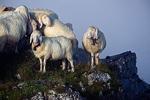绵羊,顶峰,雾,山峦,巴伐利亚,德国,欧洲