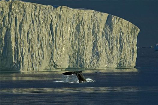 尾部,潜水,驼背鲸,大翅鲸属,鲸鱼,正面,冰山,迪斯科湾,伊路利萨特,西格陵兰,格陵兰,北极