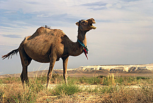 单峰骆驼,阿拉伯骆驼,高原,沙漠,哈萨克斯坦,中亚