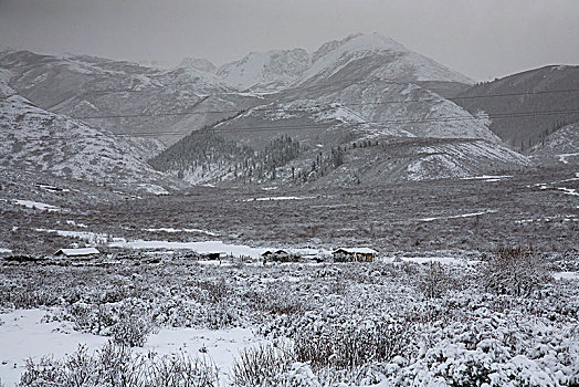 四川,黄龙,雪山,寒冷,村庄,户外