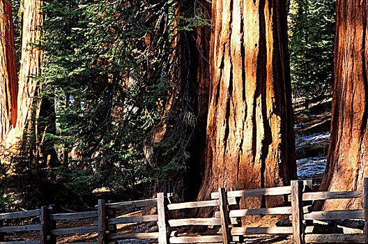 巨杉,年轻,松树,巨大,树林,木篱,前景,红杉国家公园,加利福尼亚