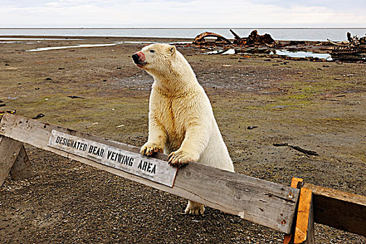 北极熊,血,弄脏,口鼻部,靠着,熊,注视,栅栏,岛屿,北方,斜坡,阿拉斯加,秋天