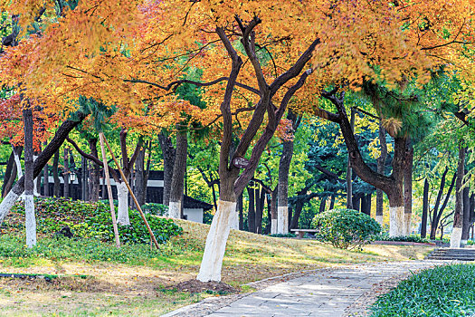 黄枫树林小径,南京市莫愁湖公园秋色