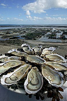 牡蛎,大浅盘,农场,港口,布列塔尼半岛,法国