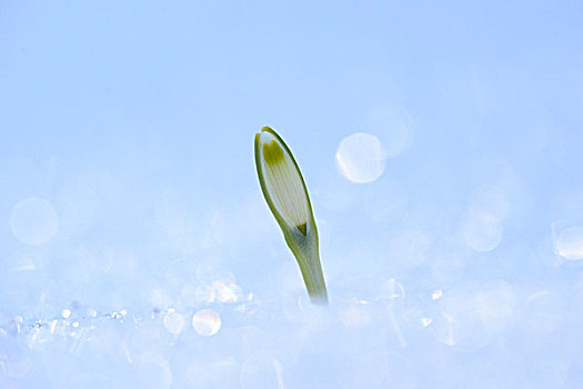 花,春天,雪花,雪片莲,雪中