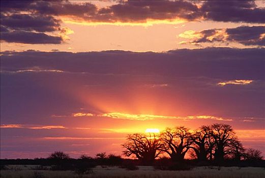日落,猴面包树,博茨瓦纳,非洲
