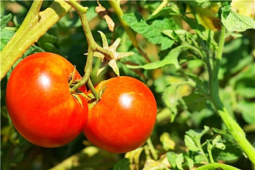 红色,西红柿,农场