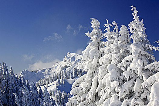 德国,巴伐利亚,上巴伐利亚,冬季风景