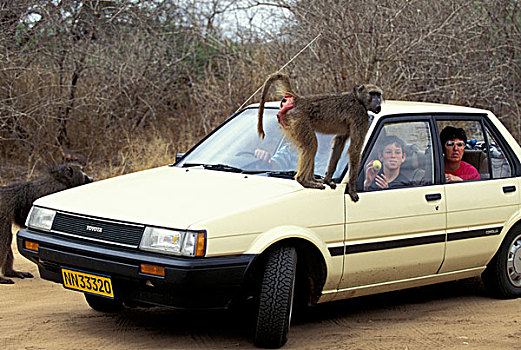 非洲,南非,国家公园,南非大狒狒,汽车