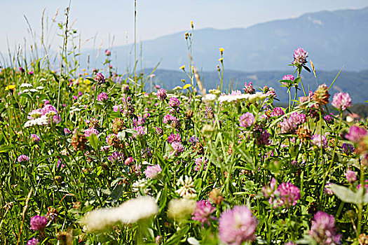 花圃,三叶草,夏天,卡林西亚,奥地利