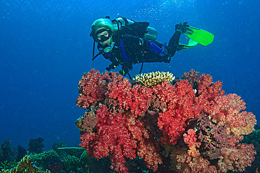潜水,彩虹,礁石,斐济,南太平洋