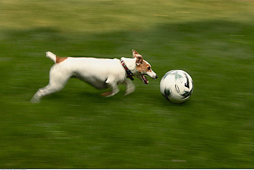 狗,追逐,足球
