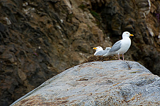 挪威,斯瓦尔巴特群岛,海鸥,石头