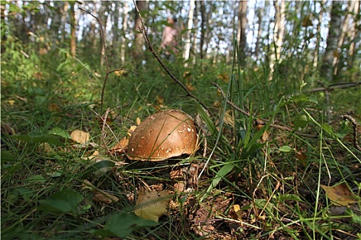 白蘑菇,树林