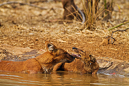 野狗,水坑,虎,自然保护区,印度