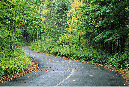 道路,树林