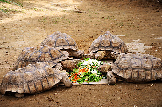 陆地上最长寿的动物乌龟,正在吃蔬菜