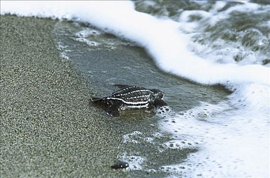 棱皮海龟,棱皮龟,孵化动物,进入,海洋,海湾,巴布亚新几内亚