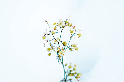 雪,植物