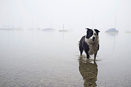 狗,涉水,安静,湖