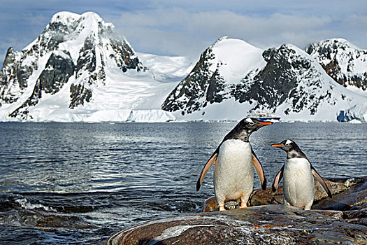 南极,巴布亚企鹅,站立,岩石,海岸线,下方,山,靠近,雷麦瑞海峡
