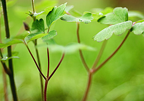 耧斗菜,植物