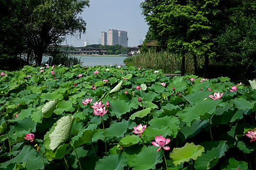 荷花,夏日,荷塘