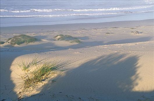沙丘,靠近,大西洋,开普省,南非