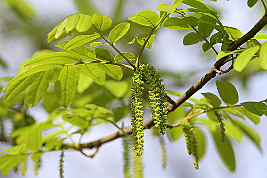 枫扬花