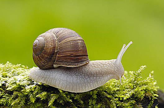 蜗牛,螺旋