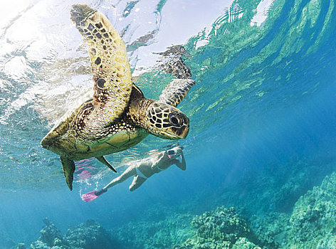 夏威夷,毛伊岛,绿海龟,龟类,潜水