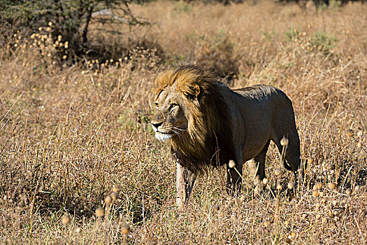 狮子,走,草地,萨维提,乔贝国家公园,博茨瓦纳