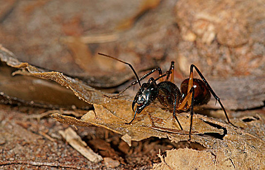 最大的巨型蚂蚁图片