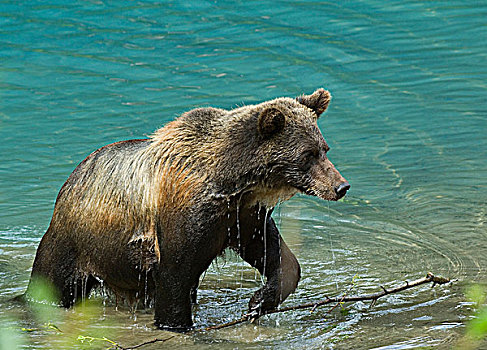 大灰熊,棕熊,成年,出现,水,通加斯国家森林,阿拉斯加,美国
