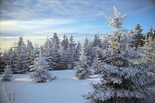 雪,针叶树,冬天,树林,寒冷,黑森林,德国,欧洲