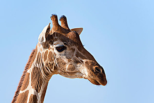 网纹长颈鹿,长颈鹿,萨布鲁国家公园,肯尼亚,非洲
