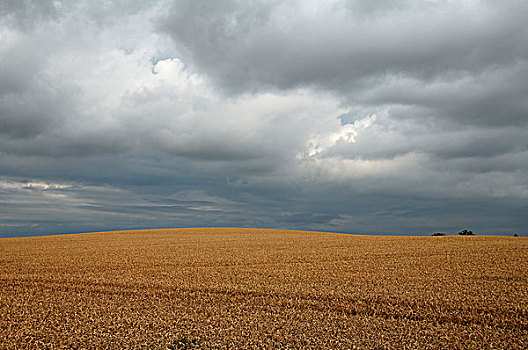 雨,云,上方,成熟,玉米田,梅克伦堡前波莫瑞州,德国,欧洲