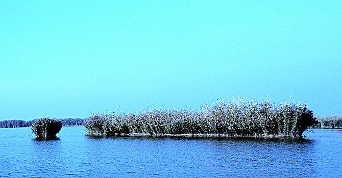 沙湖,湖,芦苇