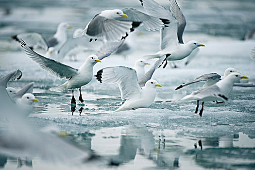 挪威,斯匹次卑尔根岛,成群,三趾鸥,飞