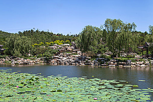 中国古典园林中的湖泊和荷花