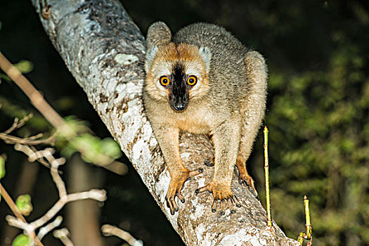 褐色,狐猴,省,马达加斯加,非洲